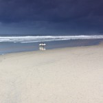 Surfers on Mission Beach