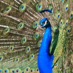 Stunning Peacock