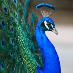 Peacock in Profile