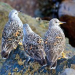 MIssion Beach Birds