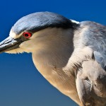 Small Heron