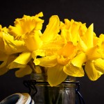 Idyllwild Daffodils