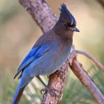 Steller Jay