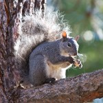 Idyllwild Squirrel