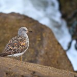 Mission Beach Bird