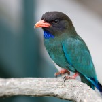 Dollarbird