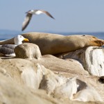 Morning Siesta