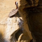 Lone Pelican