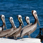 Pelicans
