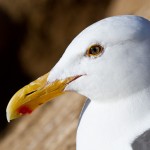Seagull Cluseup