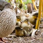 Mallard Babies