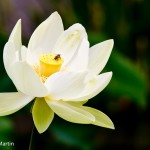 Bee on Lotus Flower