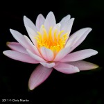 Water Lily