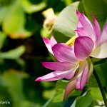 Lotus Blossom