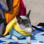 IMG_3528