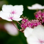 Flower Close-up