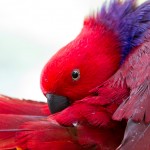 Pretty Bird
