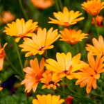 Summer Flowers