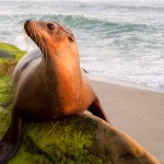 Sea Lion