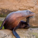Sea Lion
