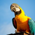 Ocean Beach Macaw