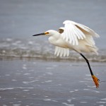 White Egret