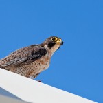 Looking for Prey