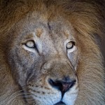 The King The King