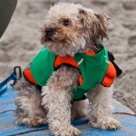 Cutest in Show Cutest in Show