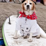 Old Salty Dog Old Salty Dog