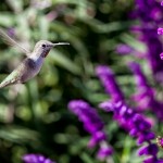 Hummingbird Hummingbird