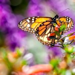 Monarch Butterfly Monarch Butterfly