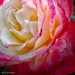 Beautiful Rose