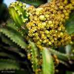 Cactus in Bloom