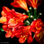 Flower Close-up