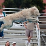 Flying furball!