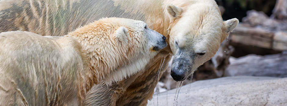 Polar Bears