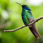 12-year-old Hummingbird 12-year-old Hummingbird