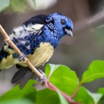 Blue bird Blue bird