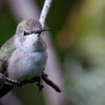 Tiny Hummingbord Tiny Hummingbord
