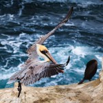 Master of the Sea Master of the Sea