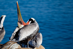 Pelican