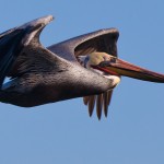 Master Flyer