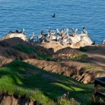 Pelican Cliffs