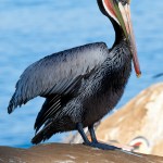Brown Pelican
