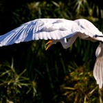White Egret