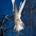 White Egret
