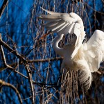 White Egret