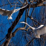 White Egrets