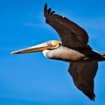 La Jolla Pelican